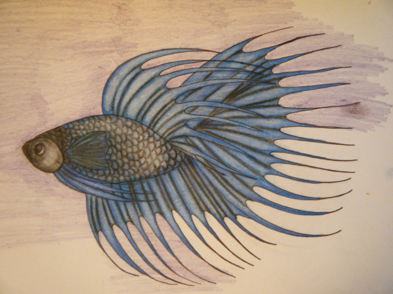 800x600 First Betta Drawing By Runninghorsespirit