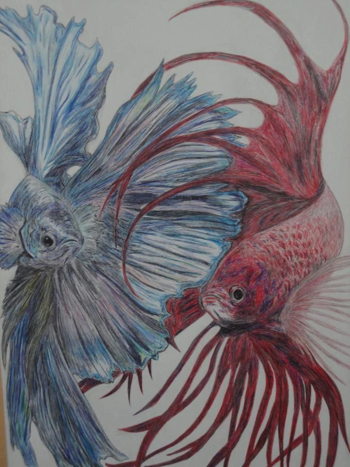 720x960 Betta Fish Drawing