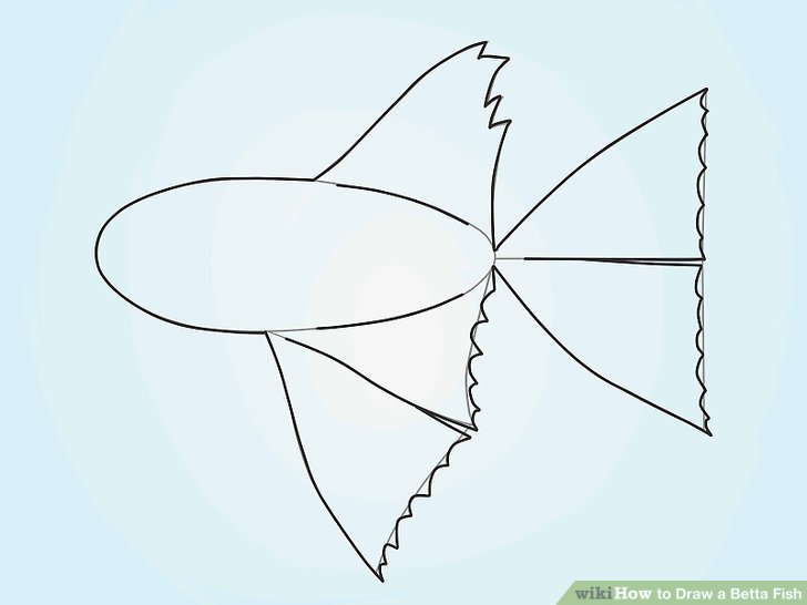 728x546 How To Draw A Betta Fish 10 Steps (With Pictures)