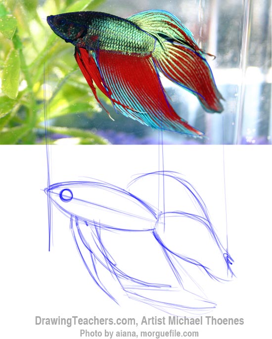 550x685 How To Draw A Siamese Fighting Fish