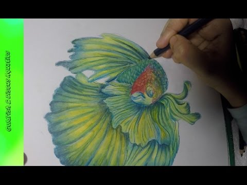 480x360 How To Draw Betta Fish
