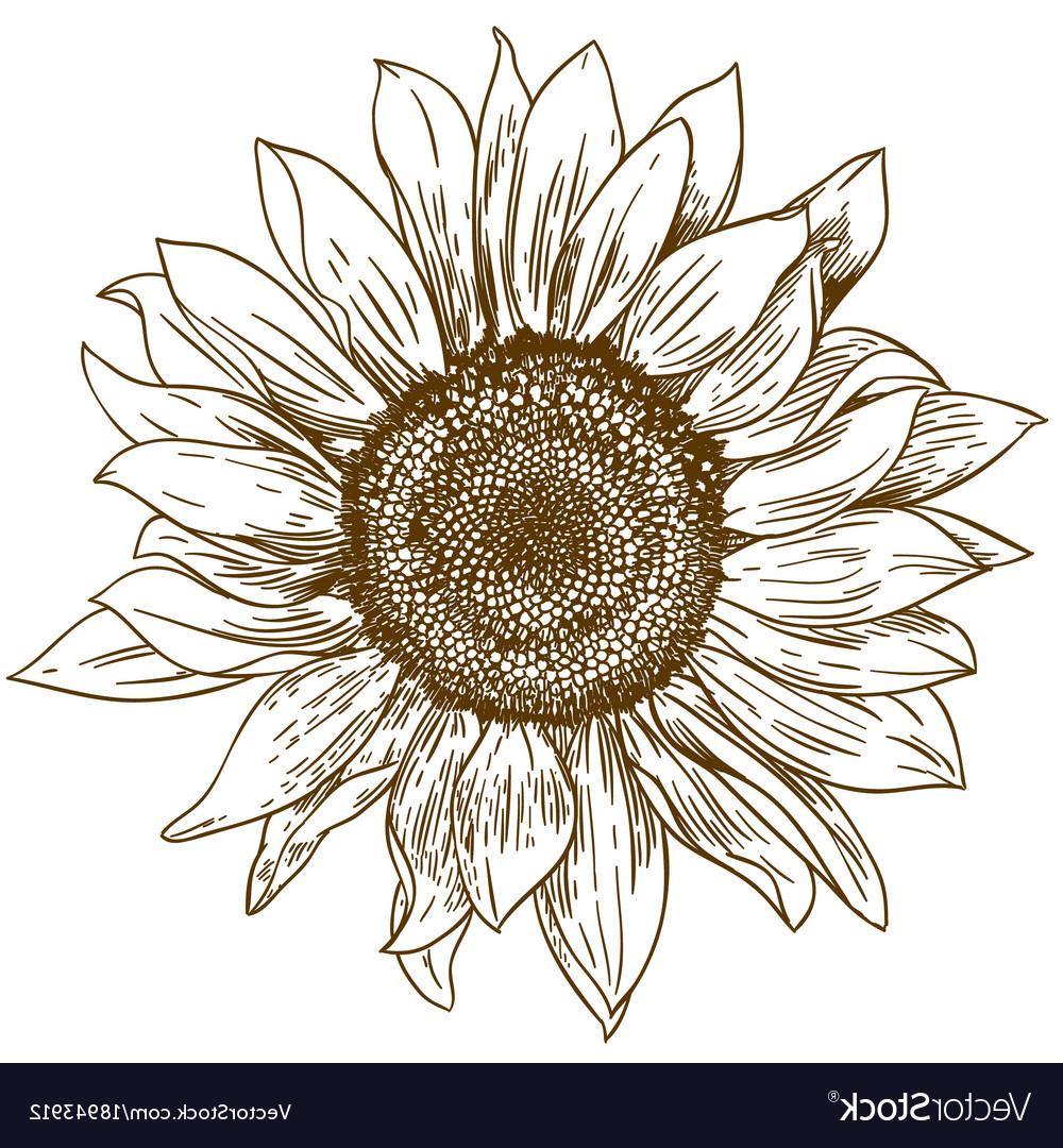 1000x1080 Best 15 Engraving Drawing Of Big Sunflower Vector