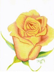 227x300 Big Flower Drawings