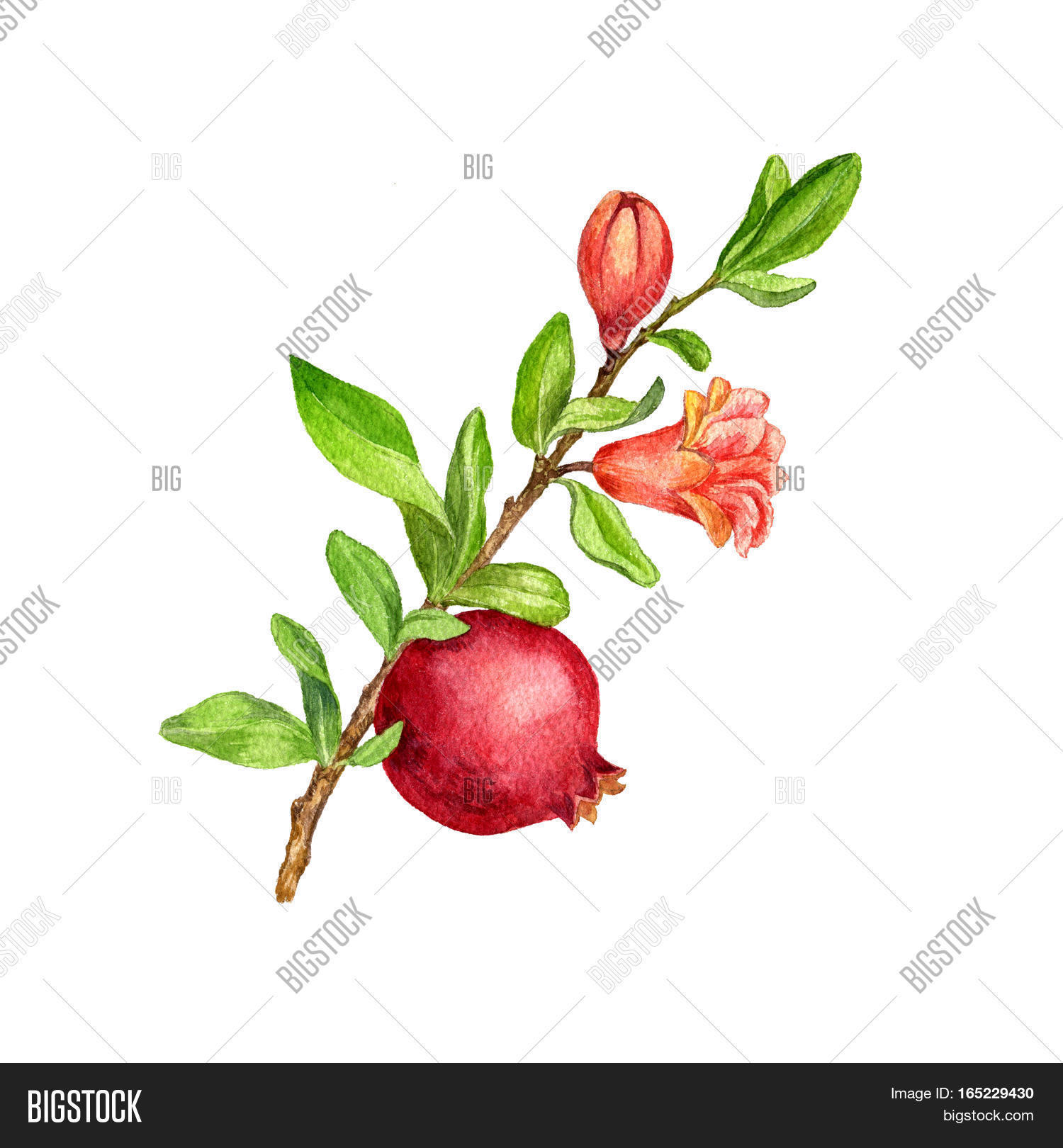 1500x1620 Pomegranate Tree Branch Fruit, Image Amp Photo Bigstock