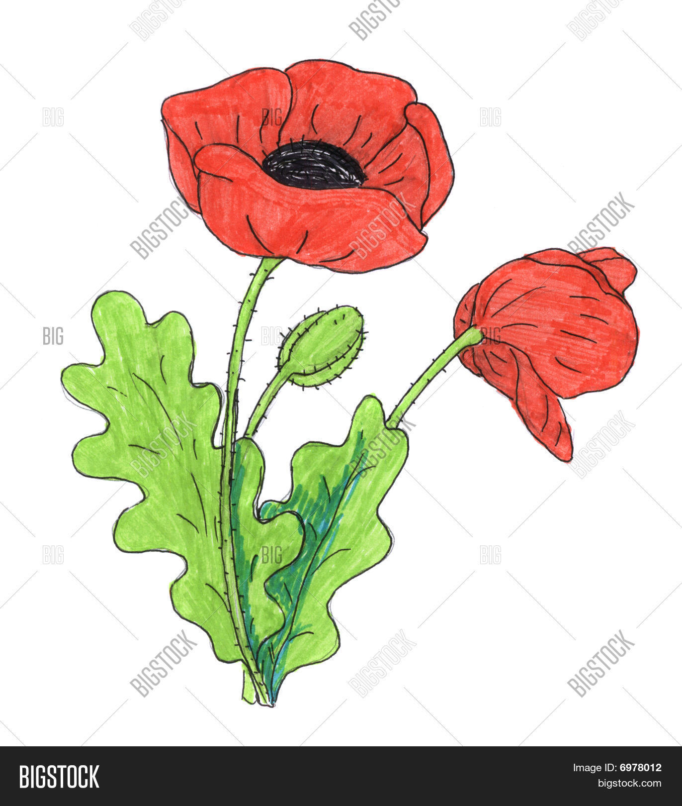 1372x1620 Poppy Flower Drawing Image Amp Photo Bigstock