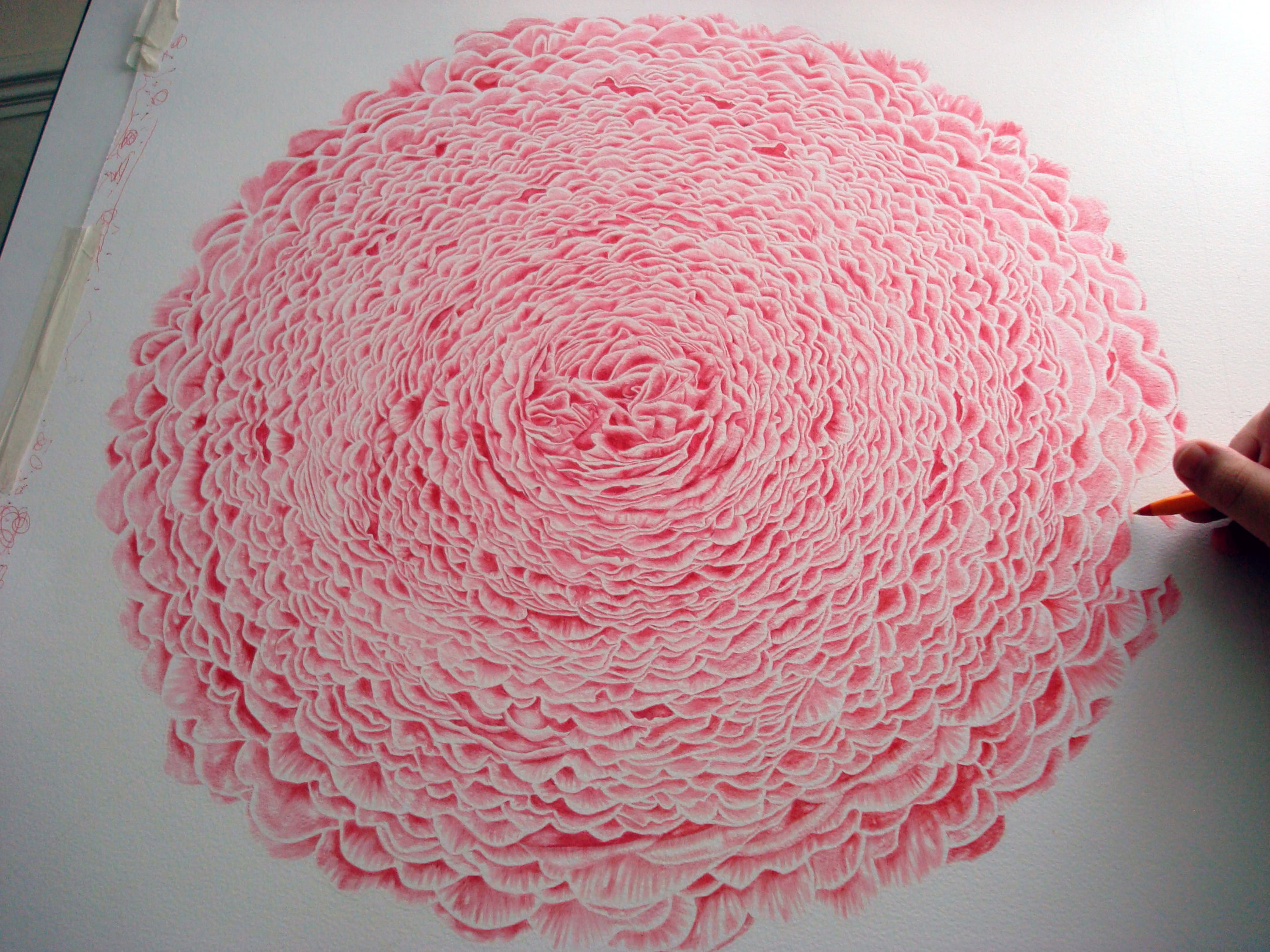 2160x1620 Making Of Big Rose Drawing By Paulalexanderthornto