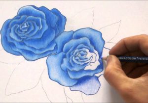 300x210 Sketch Picture Of Rose With Colour Sketch Pen Drawn Hearts Big