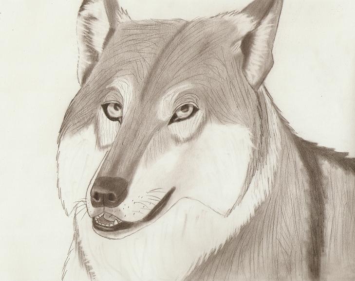 729x578 Big Bad Wolf, I Think Not By Solitarygraywolf