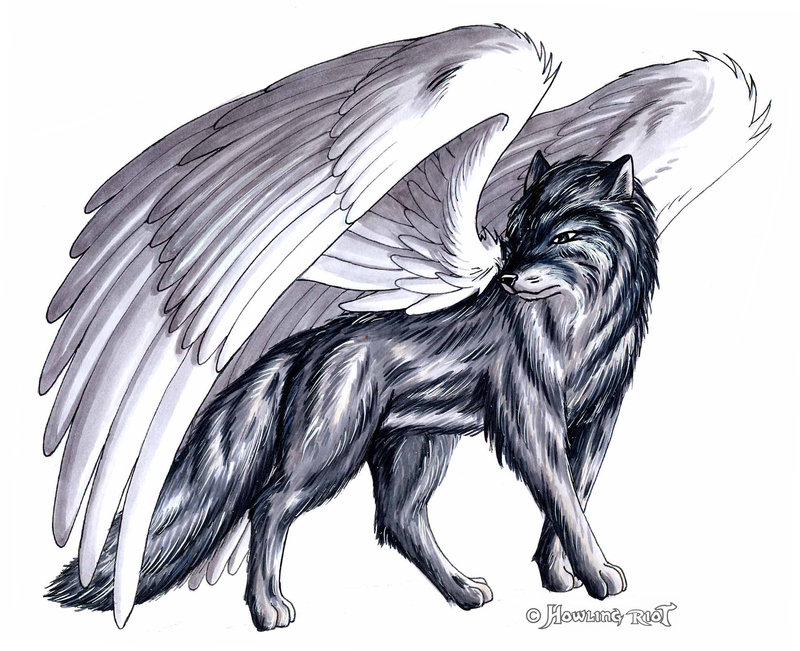 800x651 Big Winged Wolf By Footroya