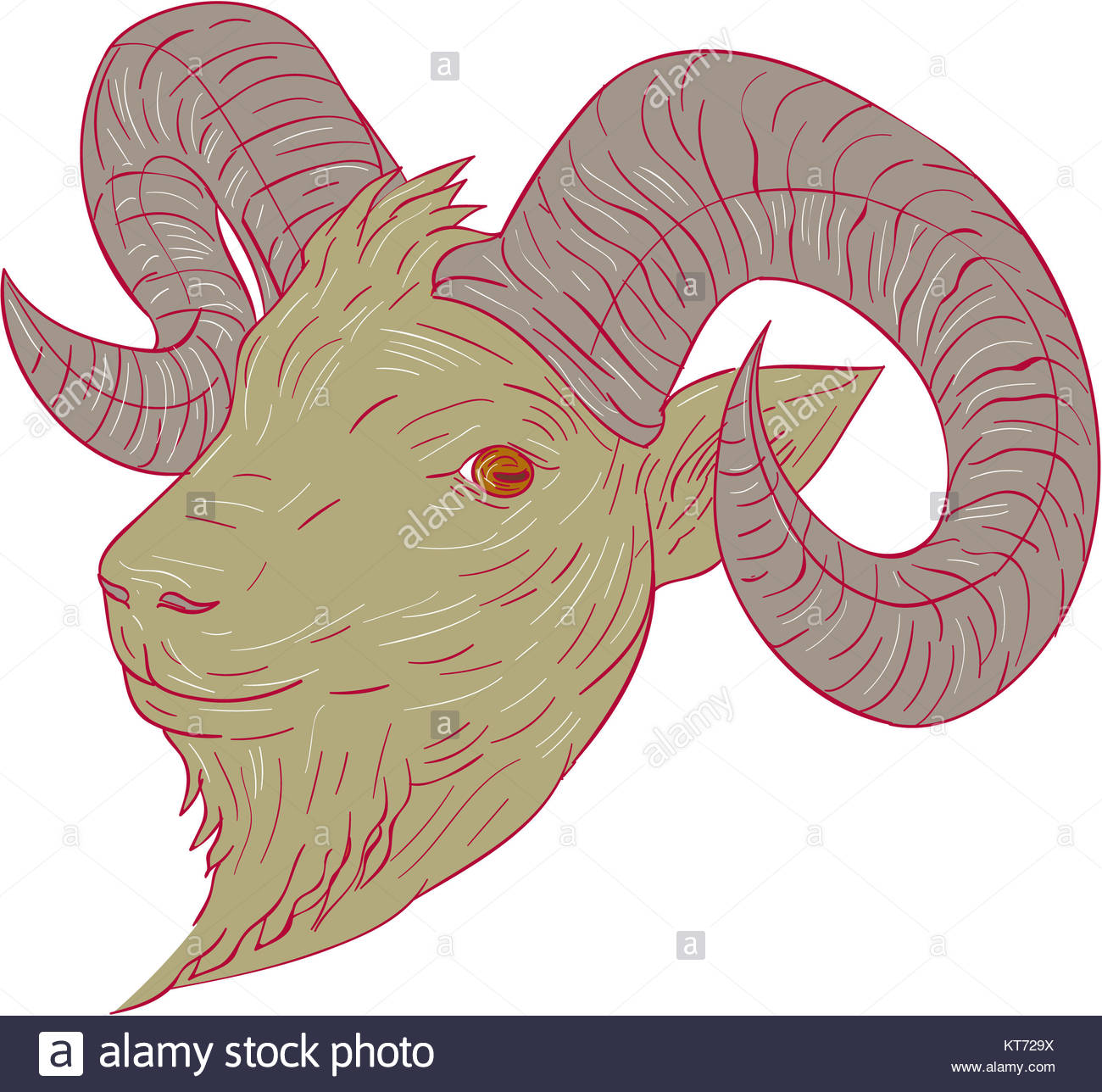 1300x1288 Mountain Goat Ram Head Drawing Stock Photo, Royalty Free Image
