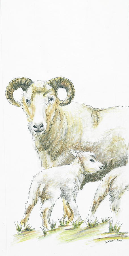 455x900 Sheep Drawing By Katrin J Oskarsdottir