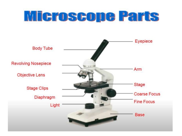 Binocular Microscope Drawing at GetDrawings | Free download