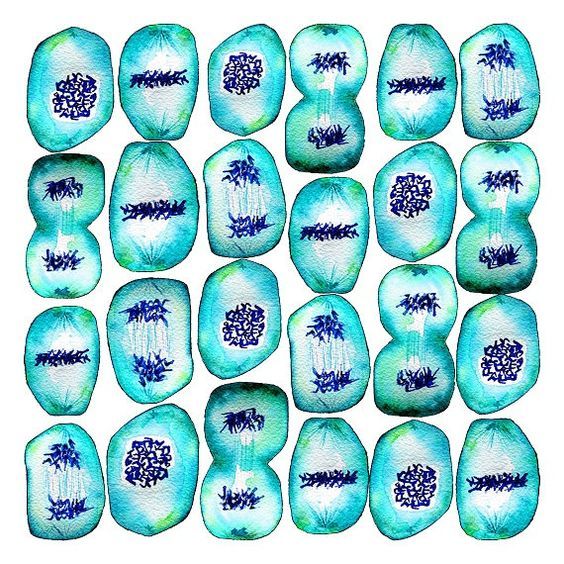 564x564 Image Result For Vintage Scientific Illustration Dna Genealogy