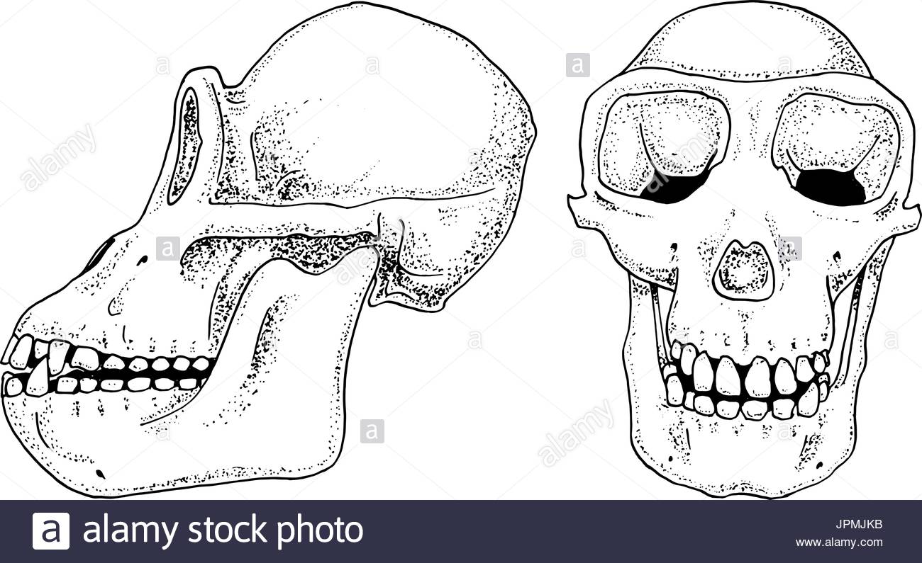 1300x795 Chimpanzee Biology, Anatomy Illustration. Engraved Hand Drawn