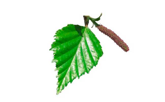 650x400 How To Draw A Birch Leaf With A Pencil Step By Step