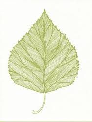 188x249 Birch Leaf Drawing