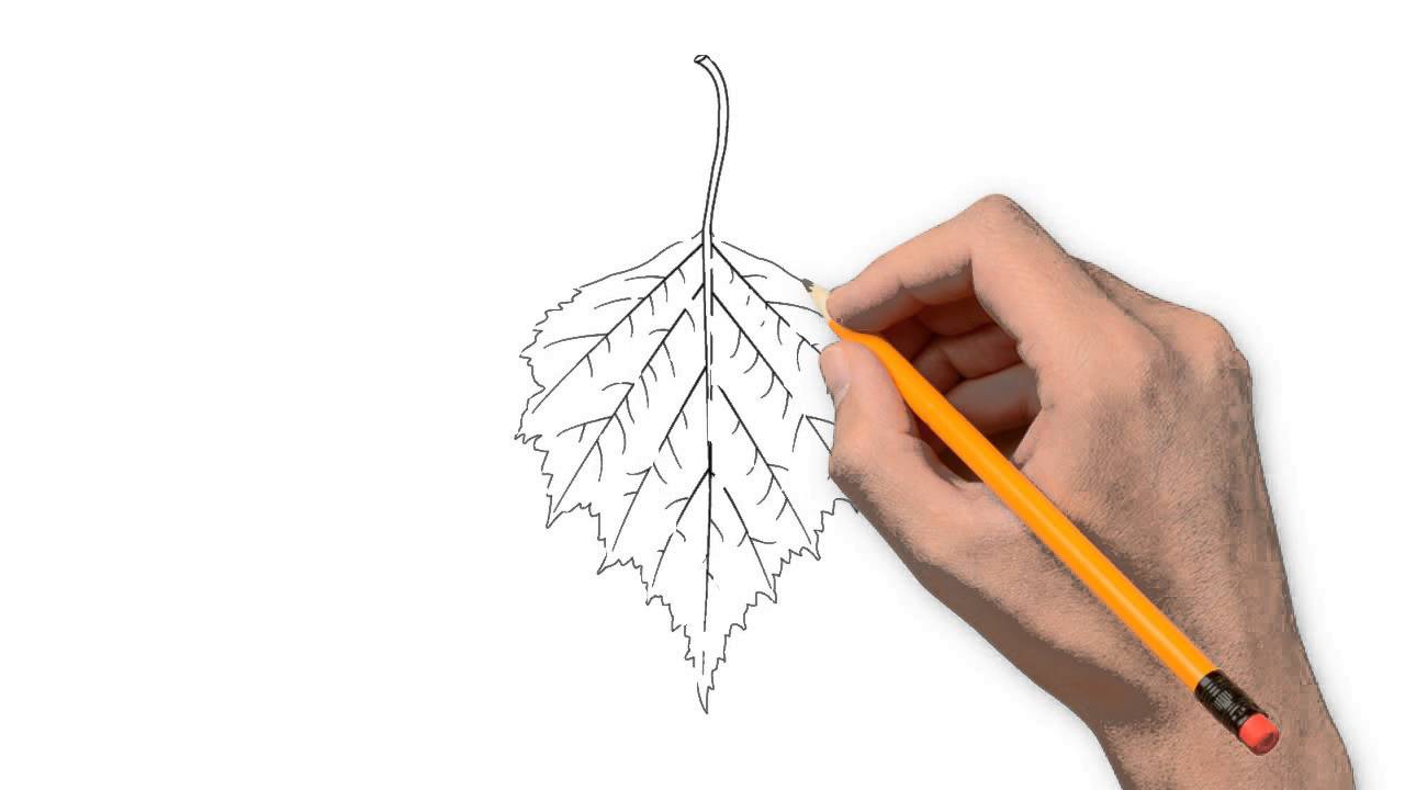 1280x720 Birch Leaves Nature Pencil To Draw Step By Step