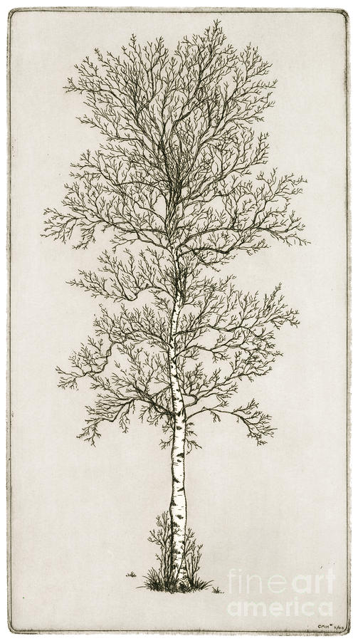 503x900 Drawings Of Trees Images Birch Tree Drawing By Charles Harden
