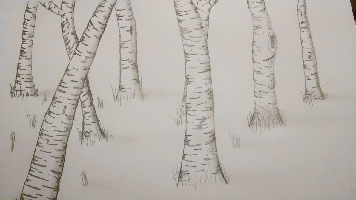 1192x671 Birch Tree Drawing By Noseneighbor