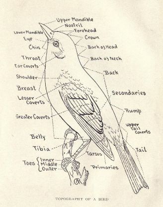 328x415 Anatomy Of A Bird Drawing