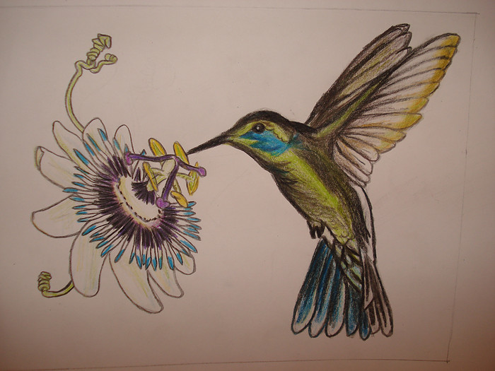 700x525 Passion Flower And Bird (Hummingbird) By Astridtekenares