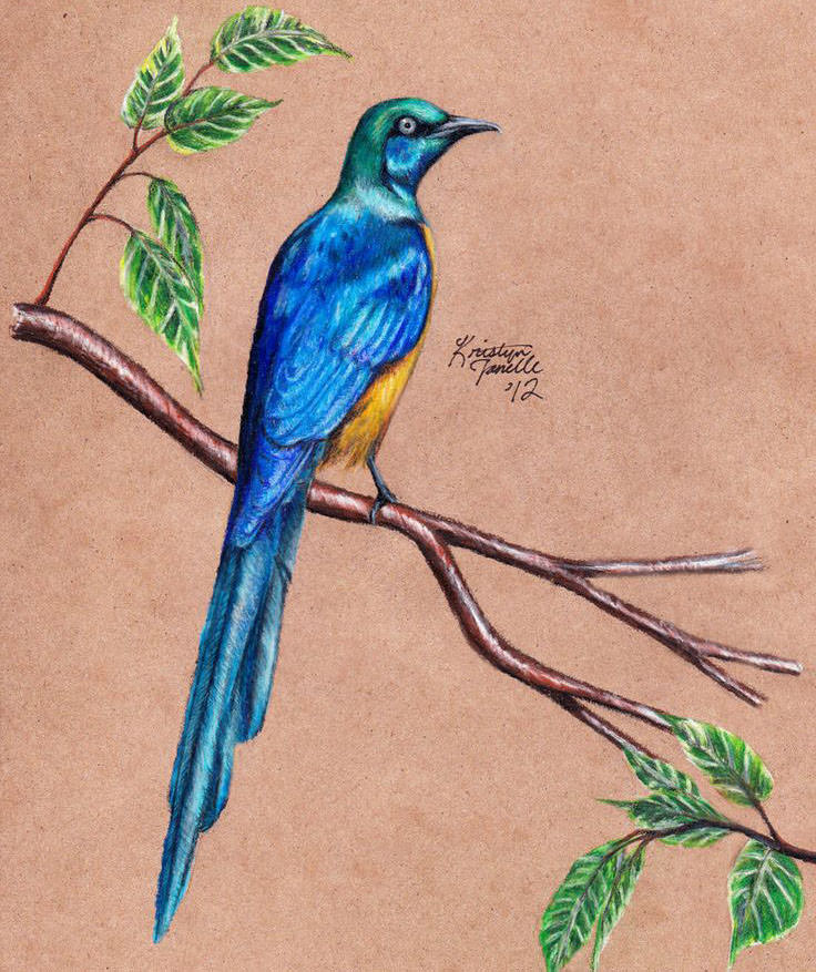 736x877 Bird Drawings