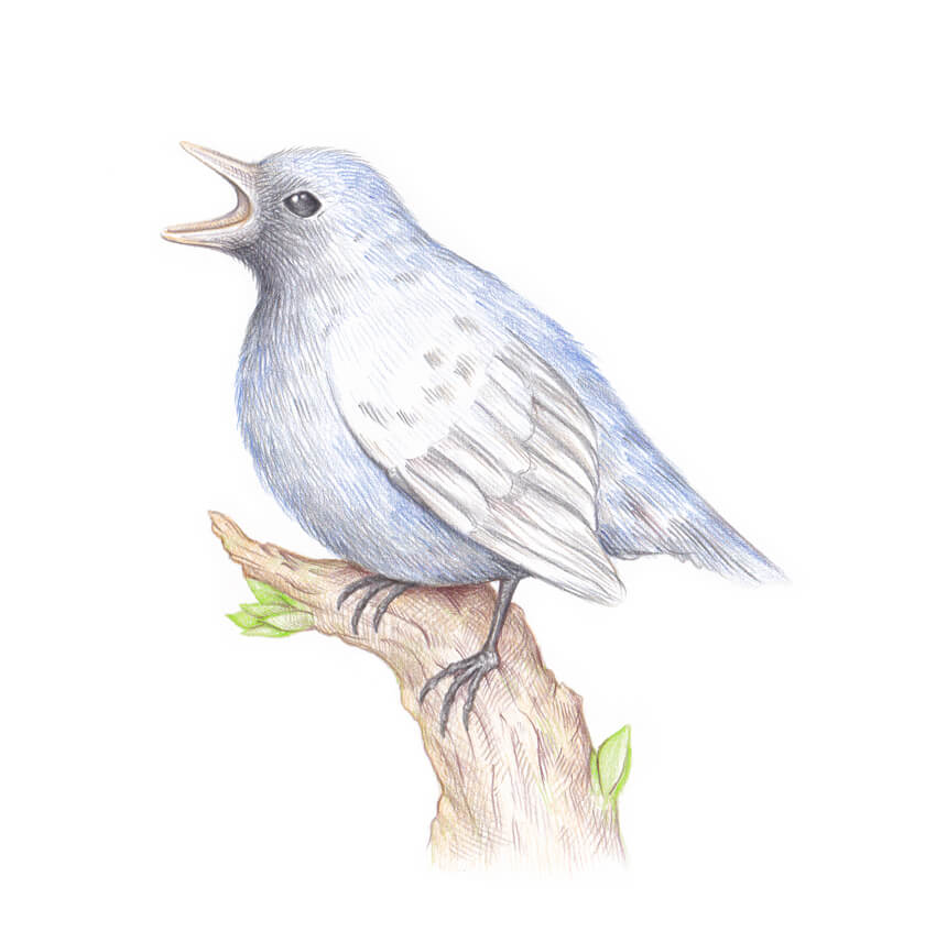 850x856 How To Draw A Bird Step By Step