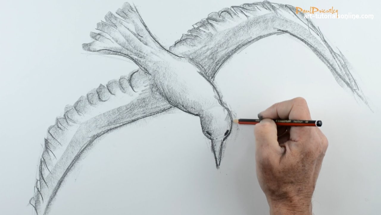 1280x724 How To Draw A Bird Flying 1