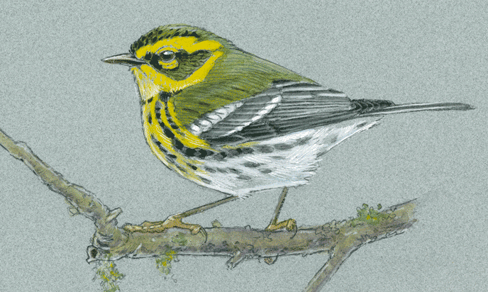 688x412 Drawing Birds Tutorial