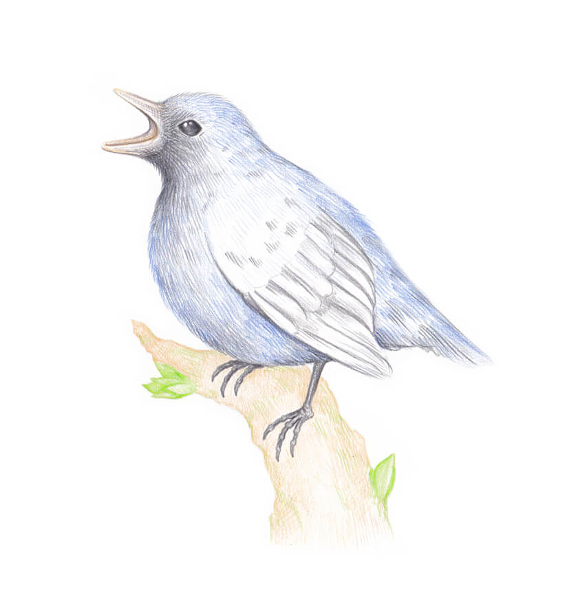 850x856 How To Draw A Bird Step By Step