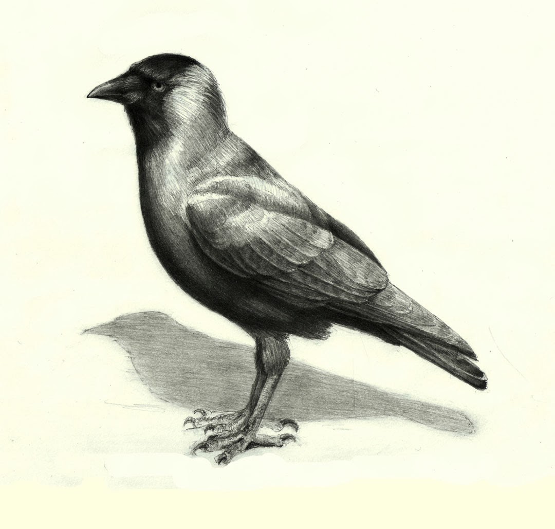 1080x1029 How To Draw Birds And Master Feathers In 4 Simple Steps Mark