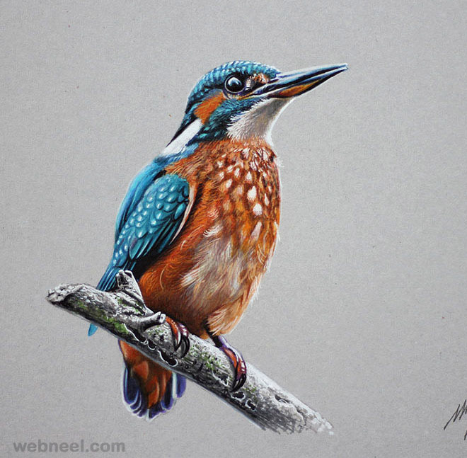 660x647 Color Pencil Drawing Bird 21