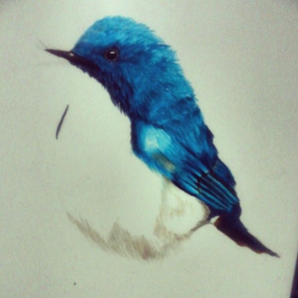 612x612 Renile On Tumblr. Little Blue Bird