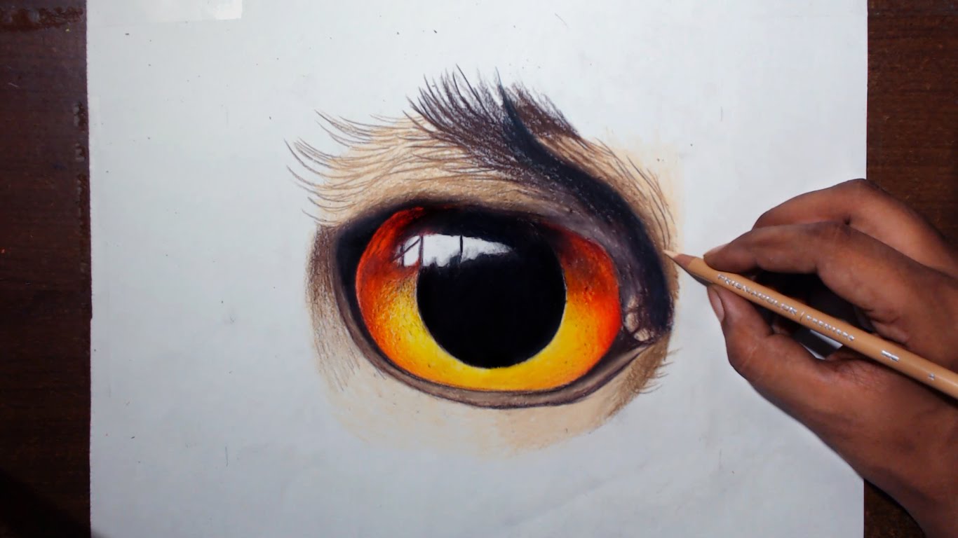 1366x768 Drawing An Owl Eye