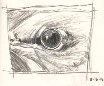 332x276 Tattooed Sky Bird Eye Sketch