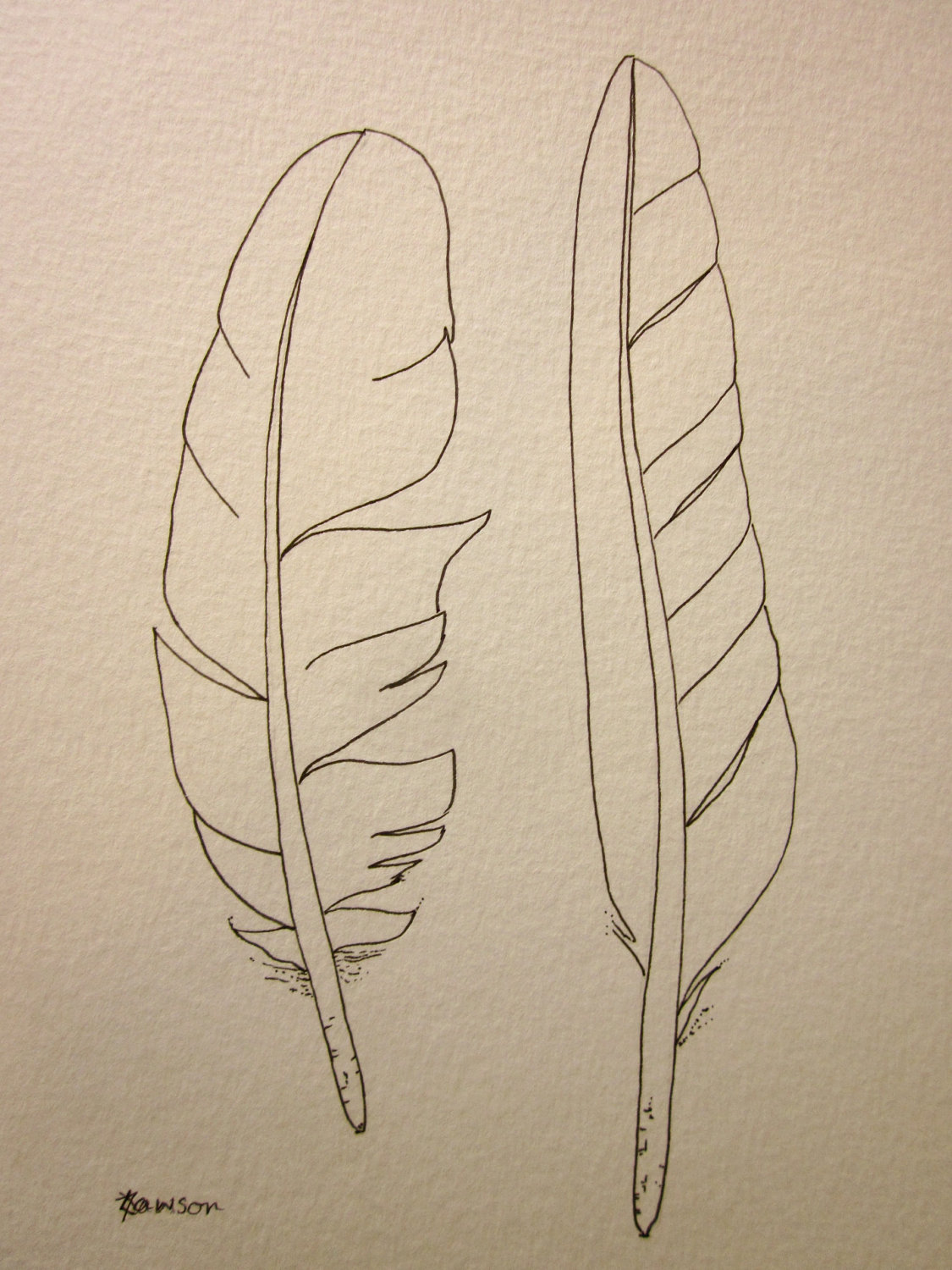 1125x1500 Original Ink Feather Drawing ~ 2 Sea Bird Feathers Feathers