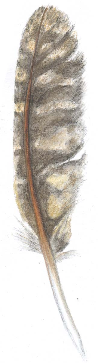 326x1200 Just Around The Corner Feathers And Spiders