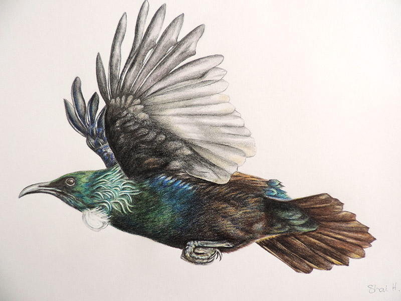 800x600 Shari Hawkins Bird Artist. Another Version Of The Flying Tui