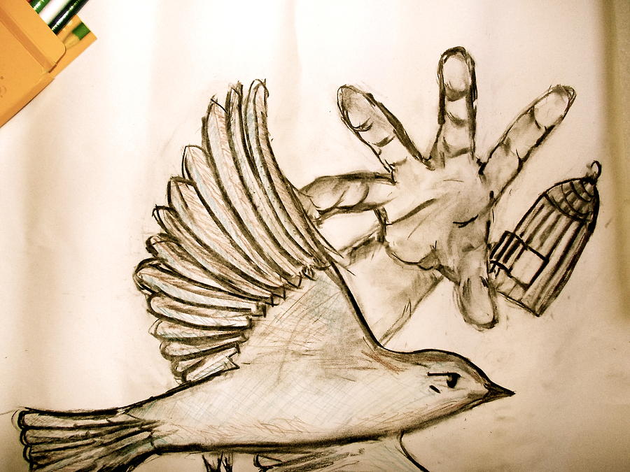 900x675 Bird And The Cage Drawing By Asharani Rohit