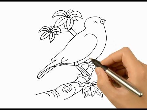 480x360 How To Draw A Beautiful Bird And Coloring Ideas, Drawing Ideas