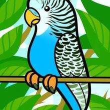 220x220 How To Draw How To Draw A Parakeet For Kids