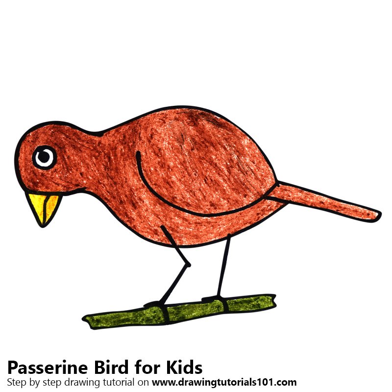 800x800 Learn How To Draw A Passerine Bird For Kids (Animals For Kids