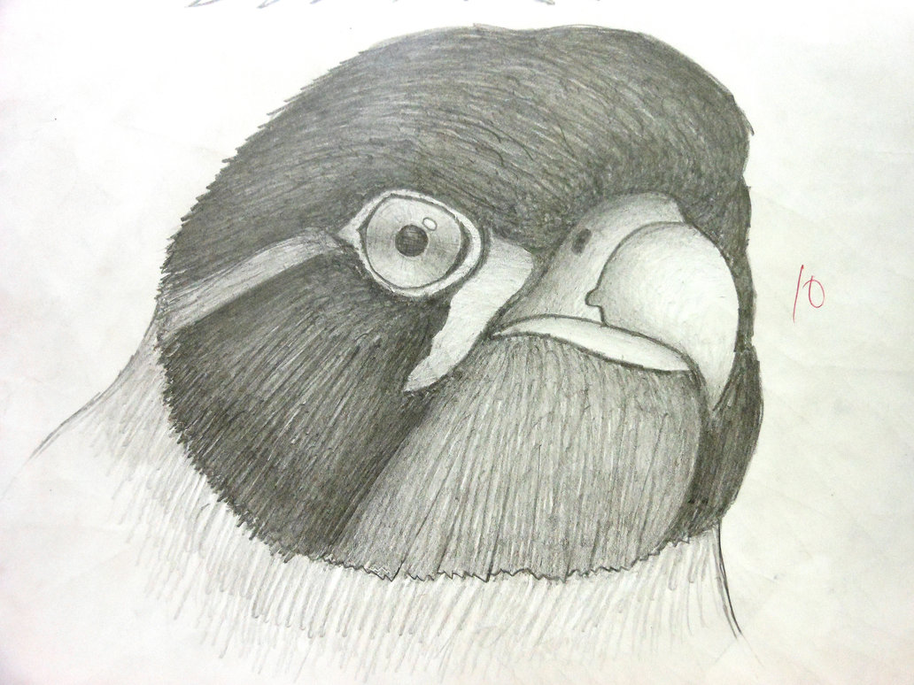 1032x774 Bird Head Drawing By Sos101