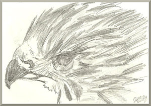300x211 Bird Head Drawings