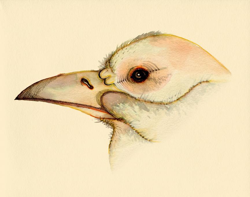 865x680 Bird Head Study. Birds. Drawings. Pictures. Drawings Ideas
