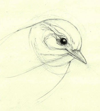 350x390 Gallery Bird Head Drawing,