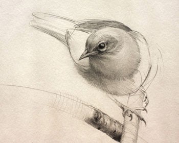 350x280 How To Draw Birds And Master Feathers In 4 Simple Steps Mark