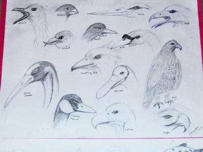 400x300 My 1st Bird Sketches