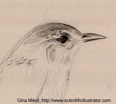 400x358 Marsh Wren For The Birds Wren And Bird