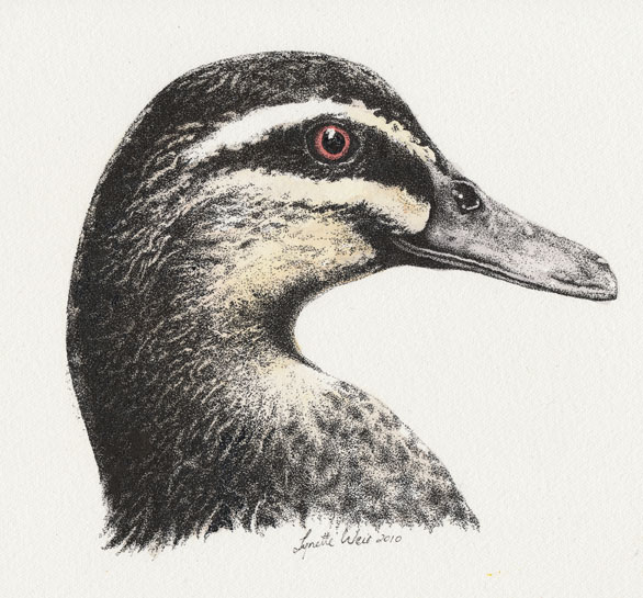 586x545 Pacific Black Duck Head Drawingweb.jpg Sztuka